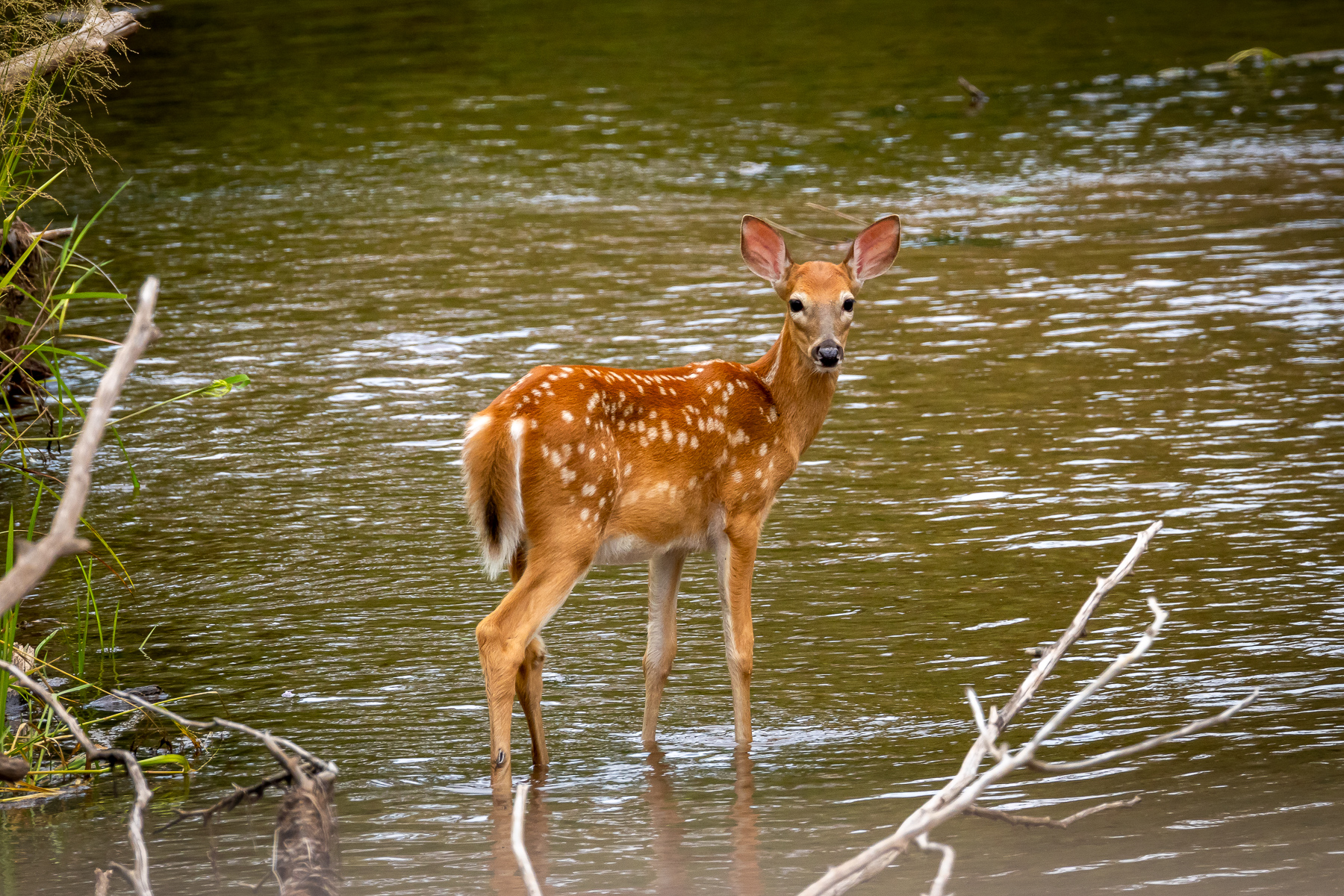 A brown deer in the grass land